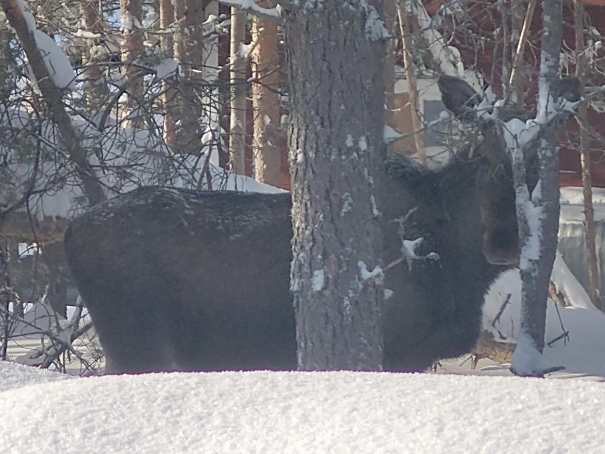 Lagomhuset - A Peaceful Holiday In Swedish Lapland Vidsel Экстерьер фото