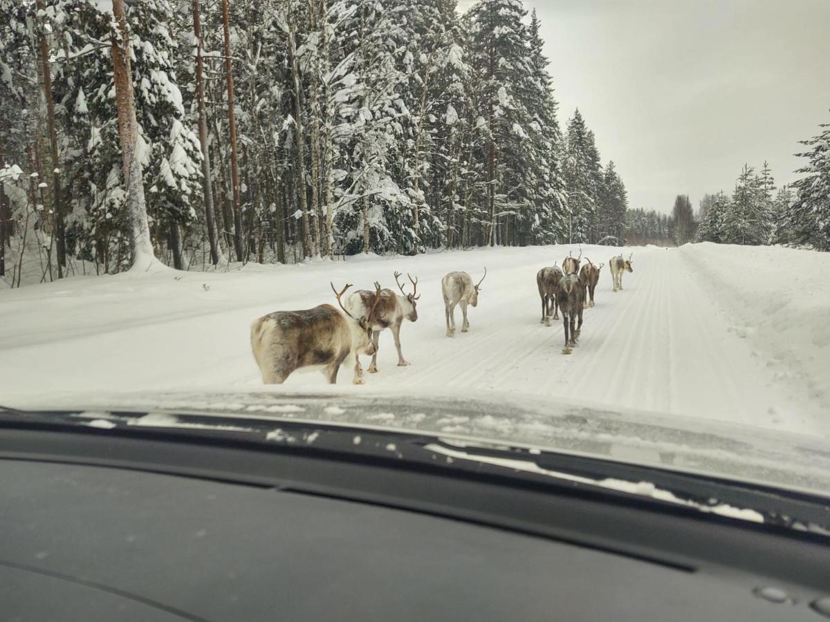 Lagomhuset - A Peaceful Holiday In Swedish Lapland Vidsel Экстерьер фото